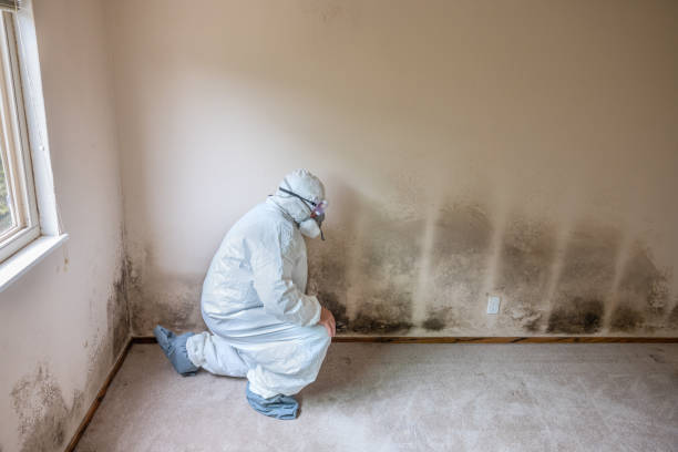 Best Residential Mold Removal  in Keene, NH