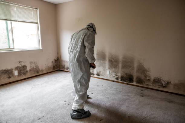 Best Mold Remediation  in Keene, NH