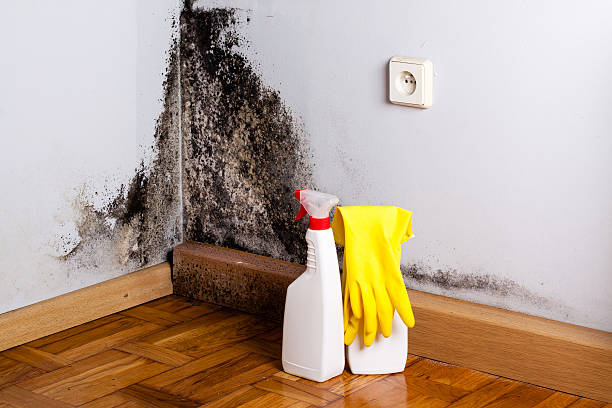 Best Black Mold Removal  in Keene, NH