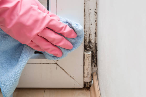 Best Attic Mold Removal  in Keene, NH